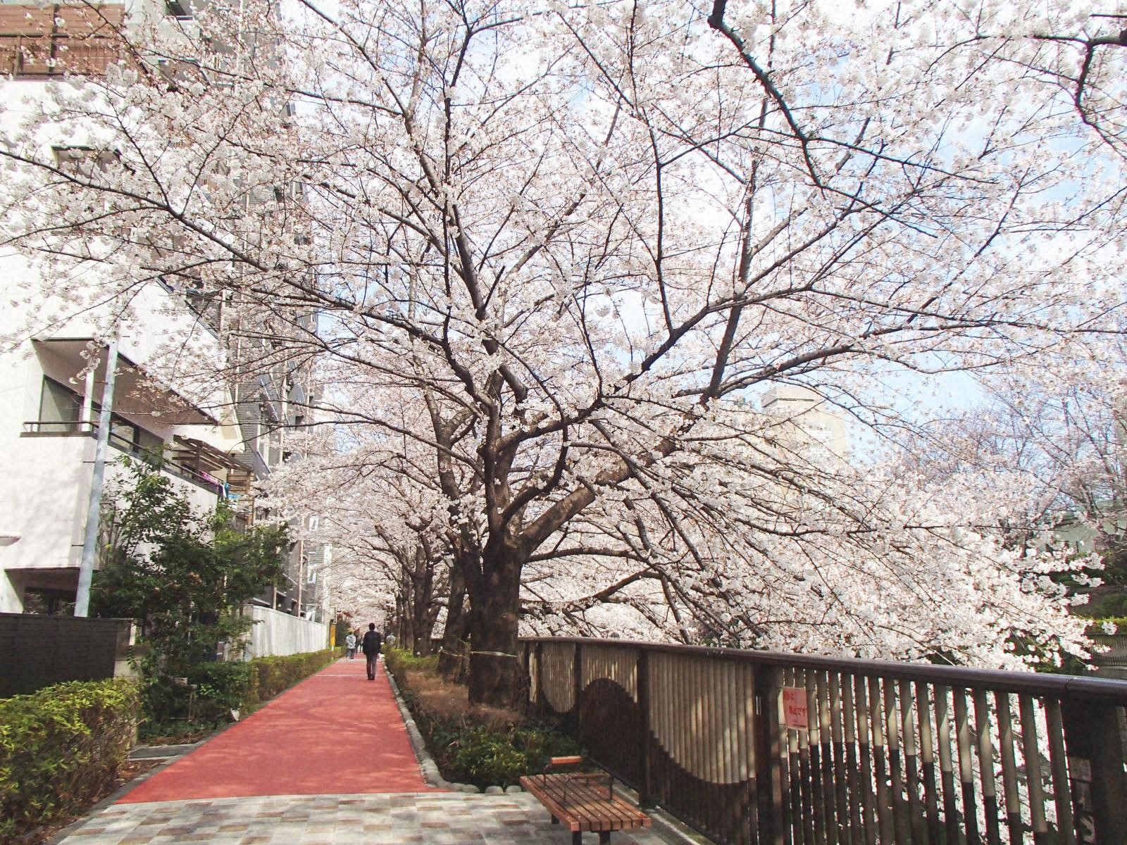 中目黒駅付近は特に桜が見事。川沿いの散策路は比較的車の通行量が少なく、愛犬連れの散歩がしやすいのが魅力