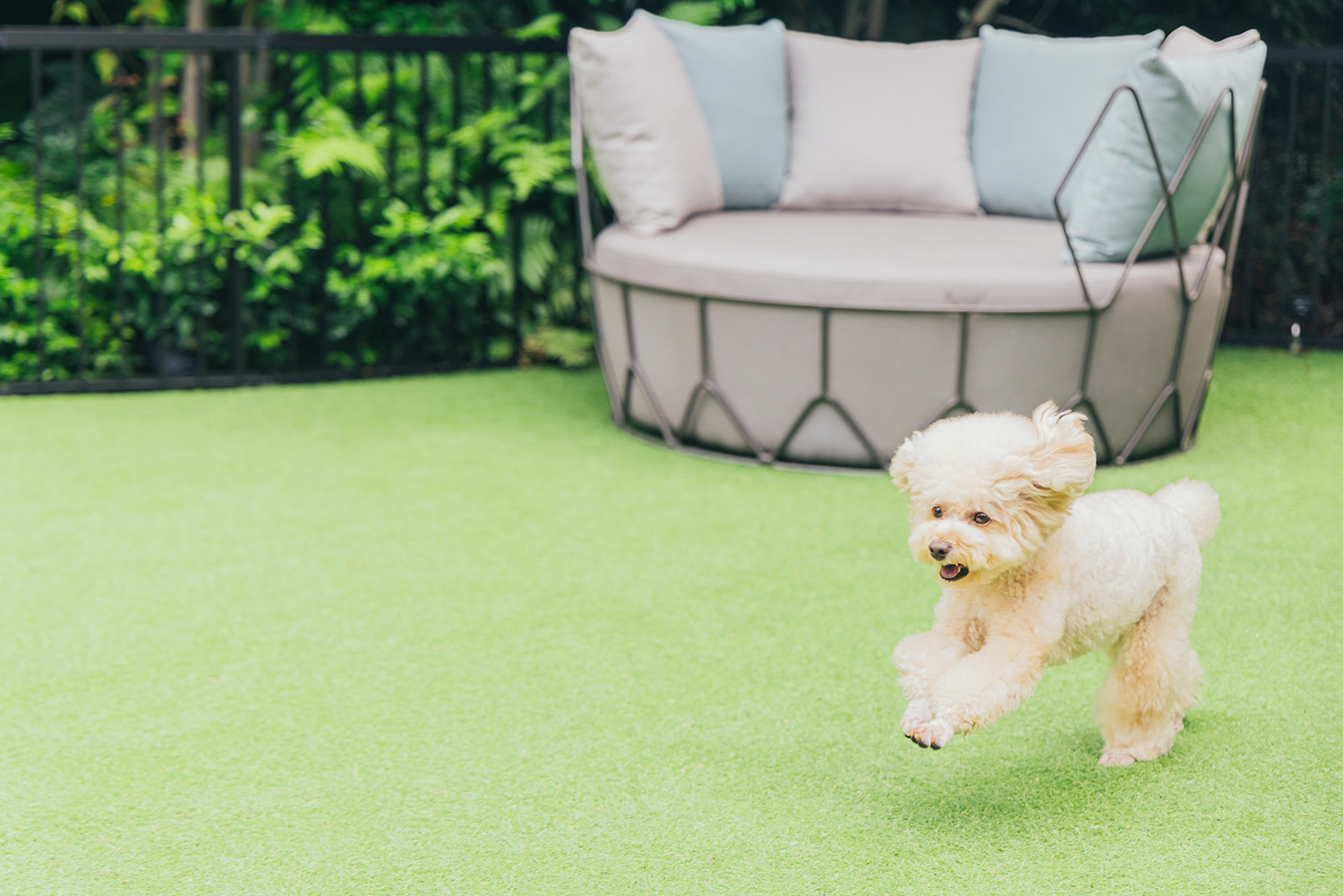 芝生敷きの心地いい空間に愛犬も、飼い主もリフレッシュできること間違いなし