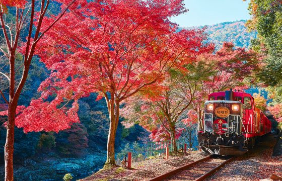 【2025年版】車窓から愛でる紅葉絶景！京都の秋を叡電とトロッコ列車で堪能