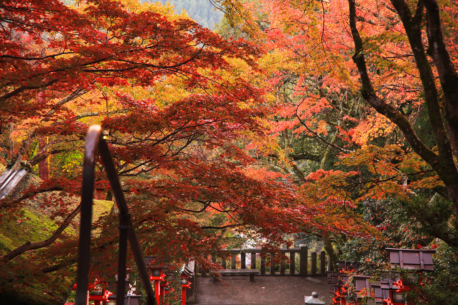 仁王門から本殿までの参道も紅葉が楽しめる