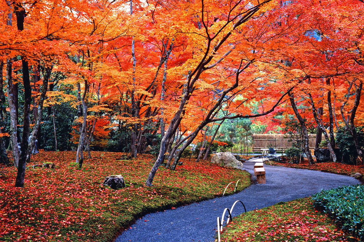 天蓋のように庭園を覆う紅葉