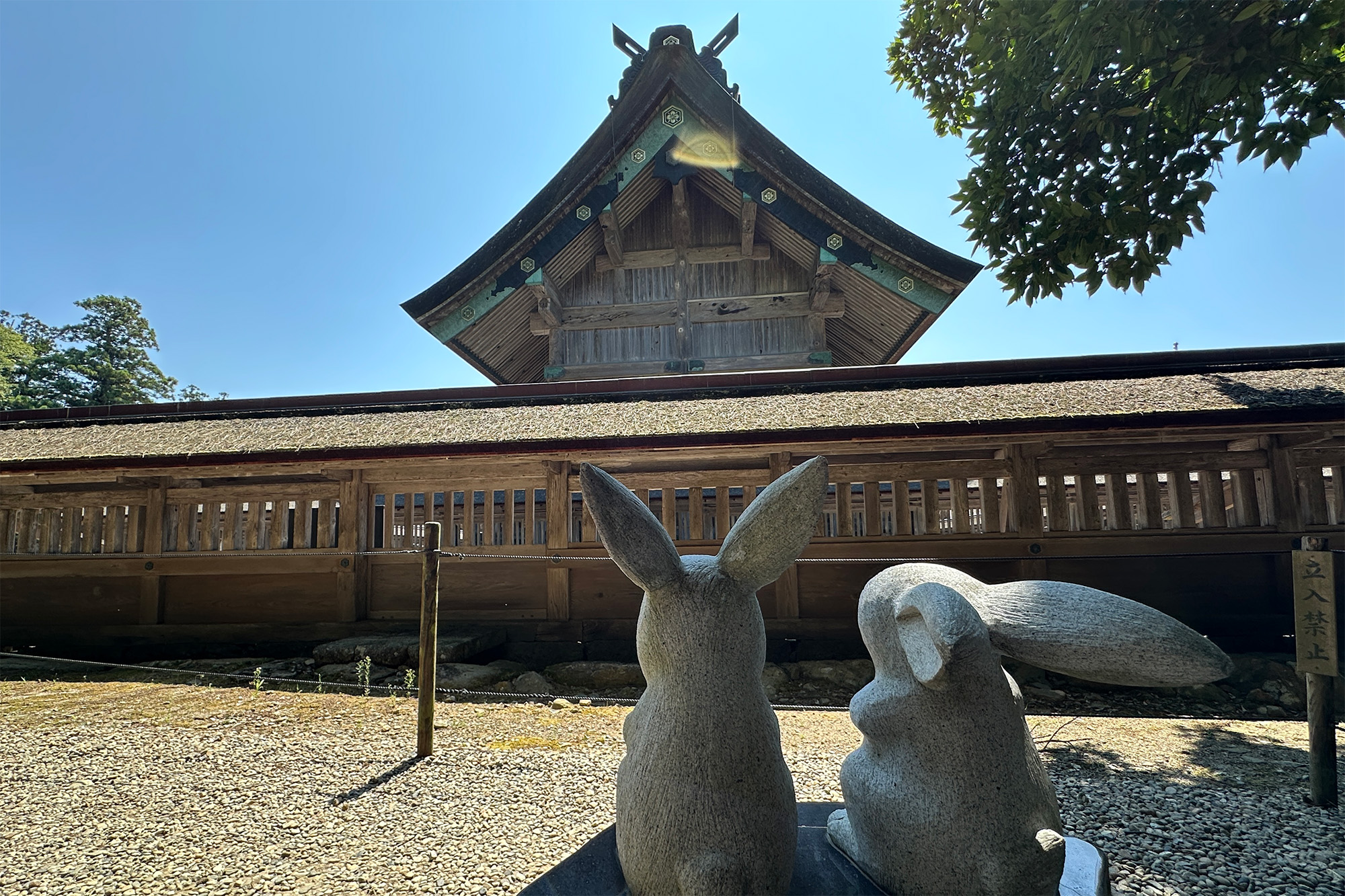 御本殿の裏側を見上げるウサギたち