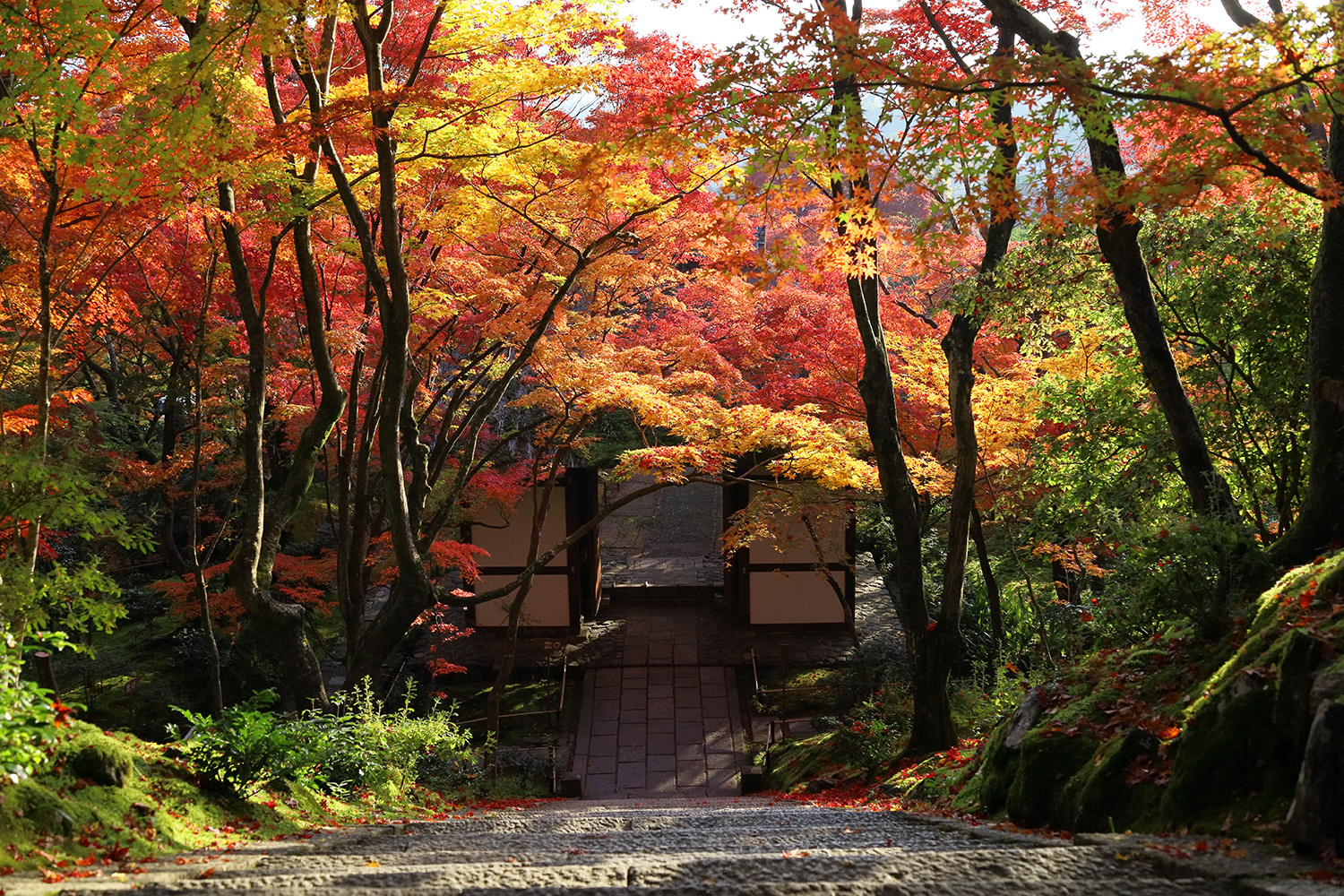 紅葉に彩られた茅葺屋根の仁王門