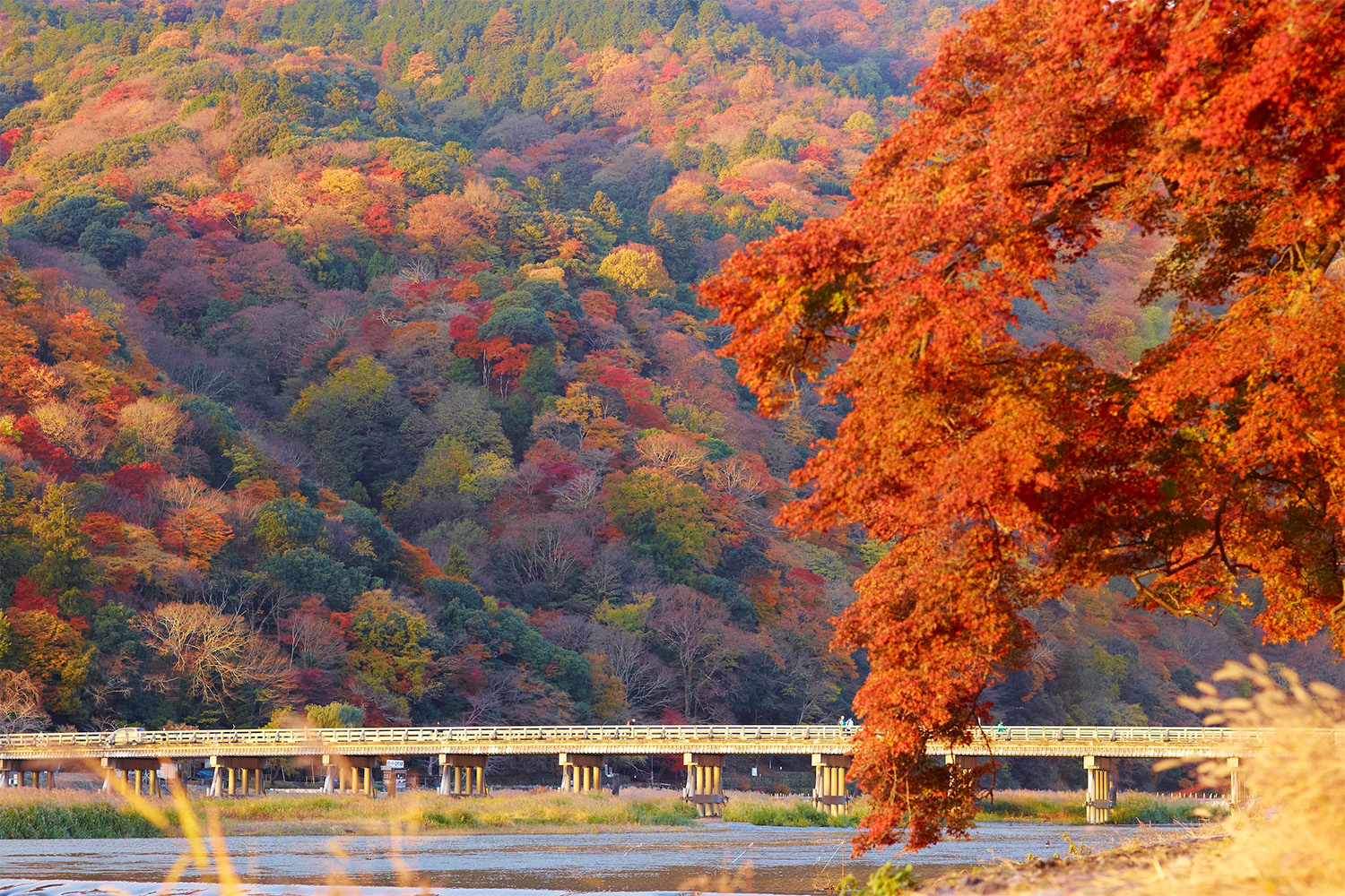 錦秋の嵐山を背にした渡月橋