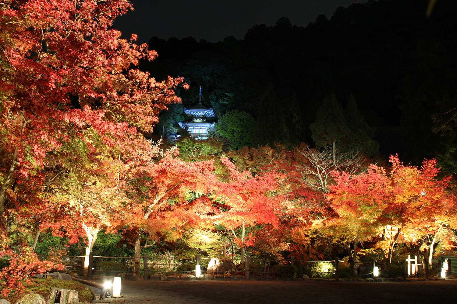 夜間ライトアップでは、多宝塔と紅葉が東山の中腹に照らし出される