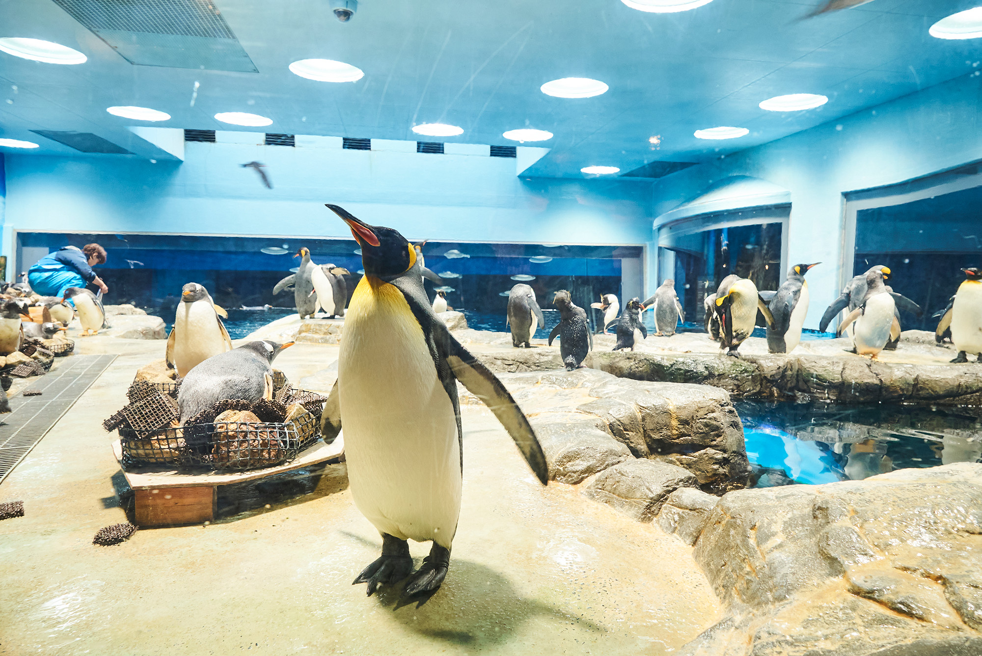 「亜南極のペンギン」ゾーンでは、小さくカットした人工芝を集めて巣作りをするペンギンを観察できる（繁殖期のみの期間限定）