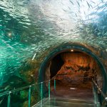 下関「海響館」の見どころや巡り方のコツをリゾナーレ下関スタッフがご紹介