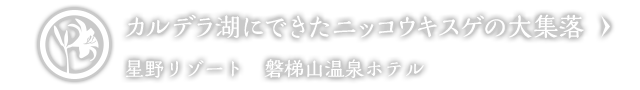 カルデラ湖にできたニッコウキスゲの大集落｜星野リゾート　磐梯山温泉ホテル