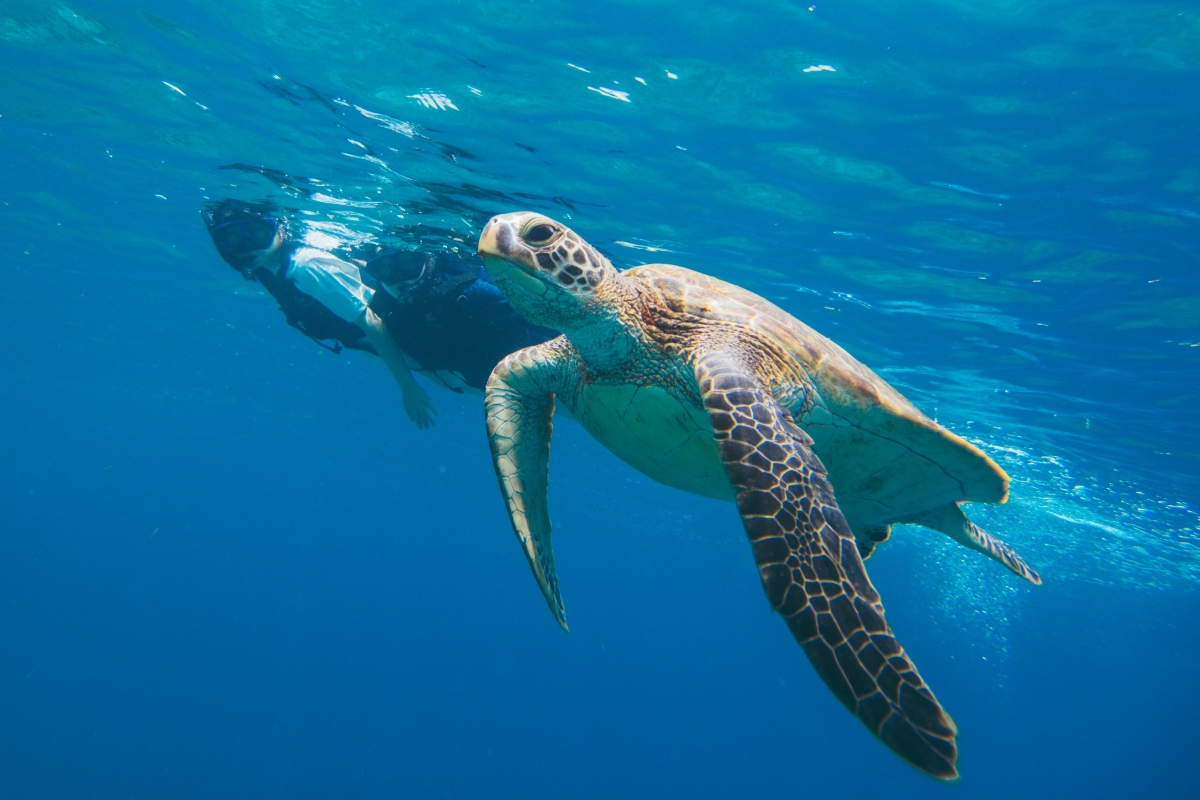 Explore Sea Turtle Ecology Sea Turtle Discovery At Iriomote Hotel 
